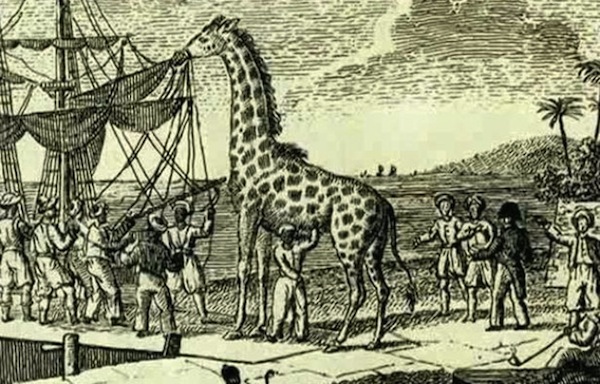 première girafe france